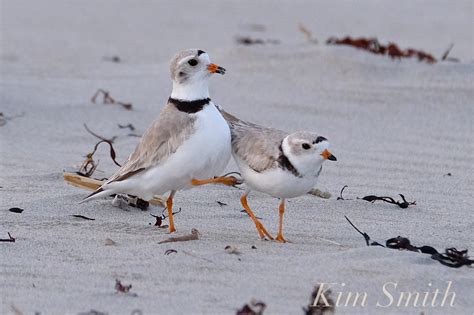 piping-plovers-mating-courtship-copyright-kim-smith | Kim Smith Films