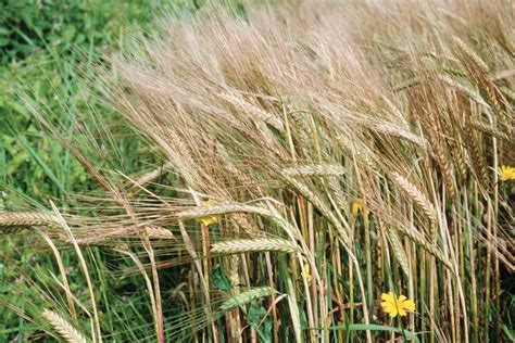 barley | Description, Nutrition, Uses, & Facts | Britannica