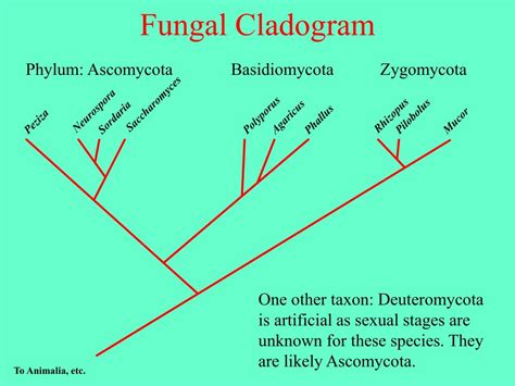 PPT - Fungi PowerPoint Presentation, free download - ID:1050345