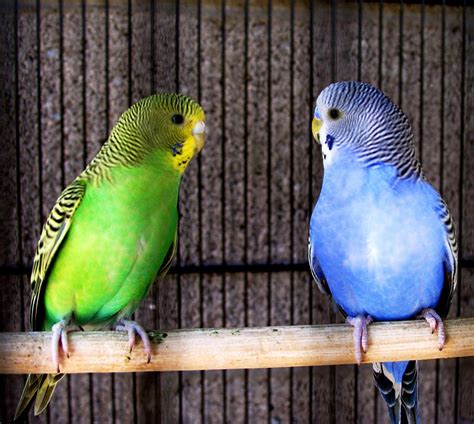 PETS PARADISO: First Steps In Training Your Parakeet To Talk