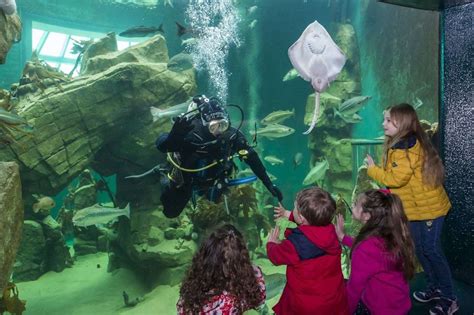 Dive in with TechFest and explore marine science at Macduff Aquarium