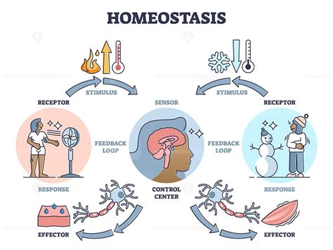 Homeostasis as biological state with temperature regulation outline ...