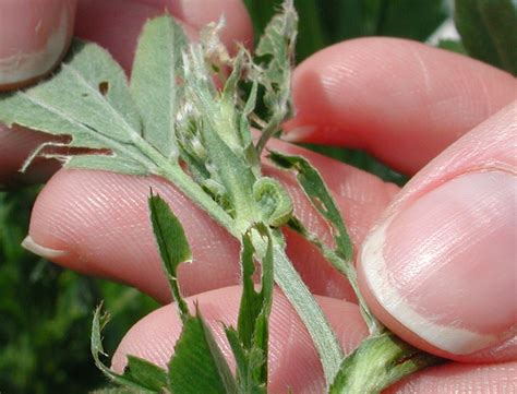 Alfalfa Weevil Alert – Field Crop News