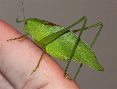 Eastern Pennsylvania Phenology: Katydids