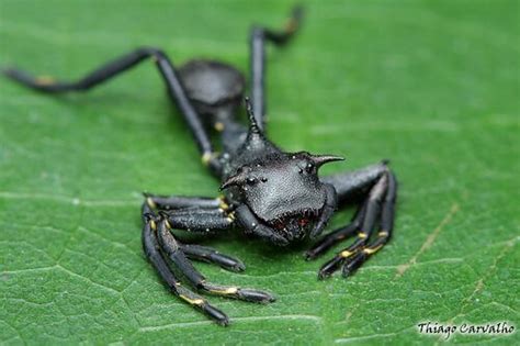 Ant-Mimicking Spiders - AntWiki