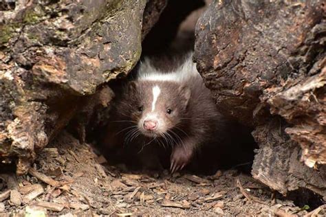 18 Interesting Facts About Skunks - Wildlife Informer