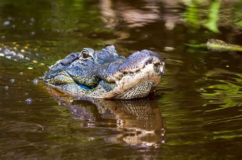 The 9 Best Swamp Tours in New Orleans - Wandering Crystal