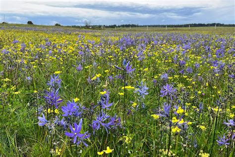 The Indigenous tribe reviving native camas and the prairies that ...