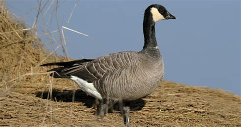 Cackling Goose Identification, All About Birds, Cornell Lab of Ornithology