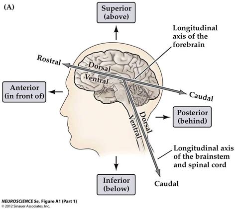 anatomical planes and directions of neuroanatomy.... Above the midbrain: anterior=rostral ...