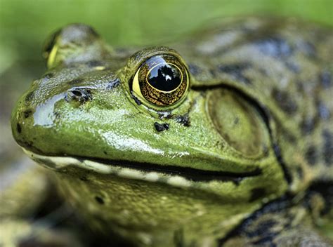 12 Types of Frogs Found in Indiana! (ID Guide) - Bird Watching HQ