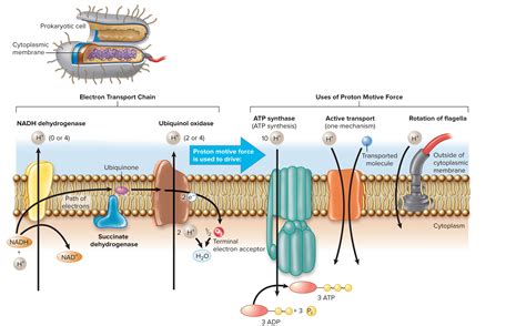 Bacterial ETC | Biology lessons, Microbiology, Electron transport chain