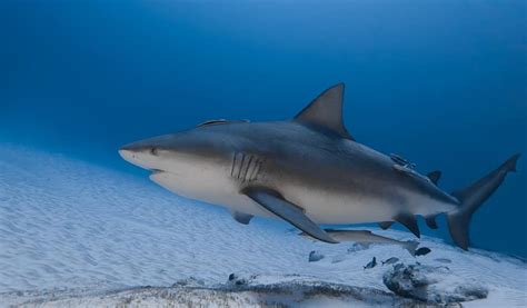 Where do bull sharks live