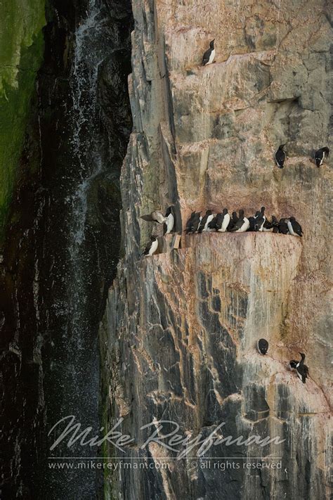 Atlantic Puffin. Svalbard (Spitsbergen) Archipelago, Norway. | Mike ...