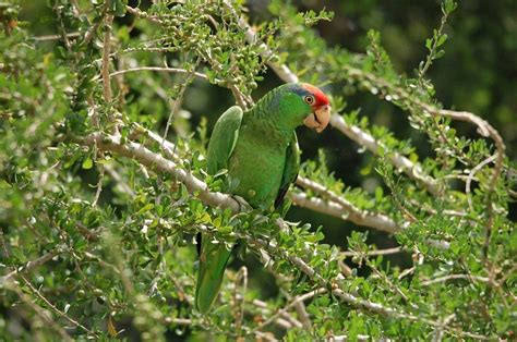 Red-crowned parrot, Amazona viridigenalis – Biodiversity Atlas of LA