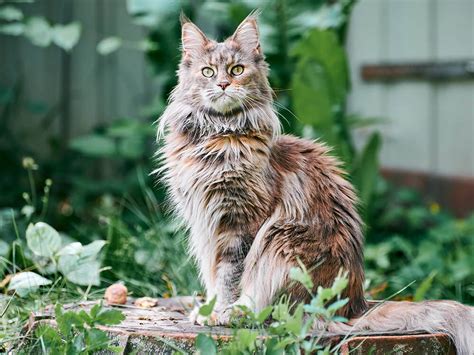 Maine Coon Cat Size | UKPets