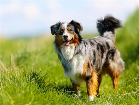 Red Merle Australian Shepherd Wallpapers - Wallpaper Cave