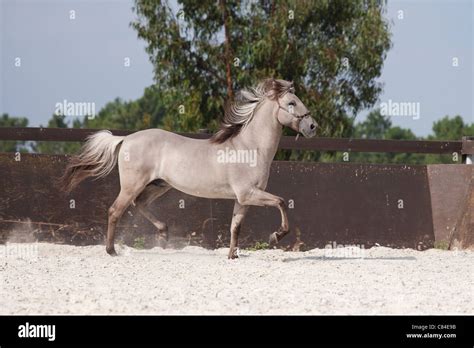 Sorraia horse rare breed animal Portugal Europe Stock Photo - Alamy