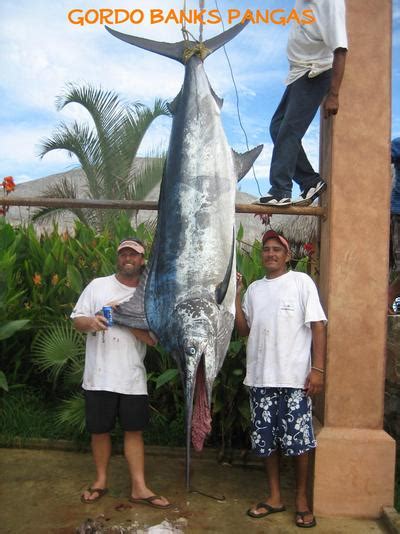 San Jose del Cabo Fish Report