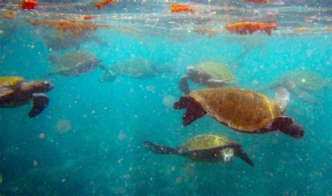 Snorkeling the Galapagos Islands