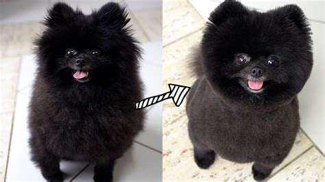 30+ pomeranian teddy bear haircut - TaybaTalkha