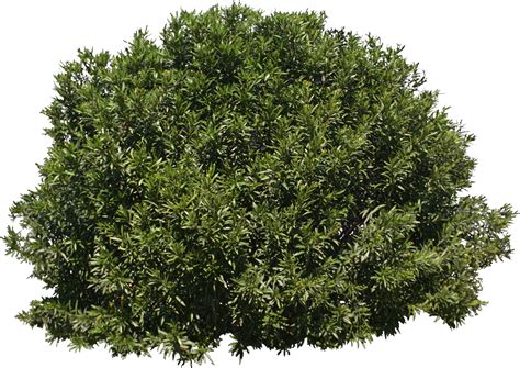 Tree Shrub Evergreen - bushes png download - 1400*990 - Free Transparent Tree png Download ...