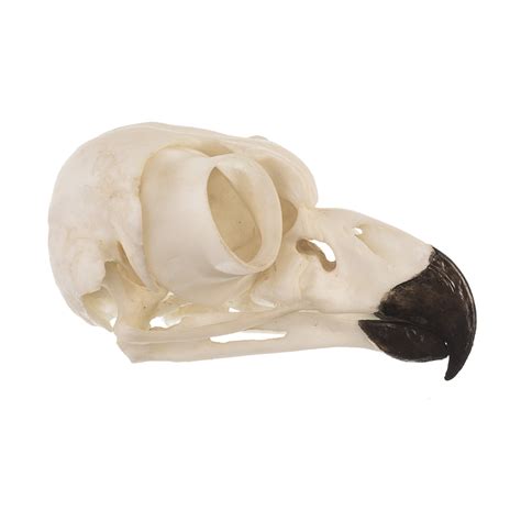 Replica Great Horned Owl Skull For Sale – Skulls Unlimited ...