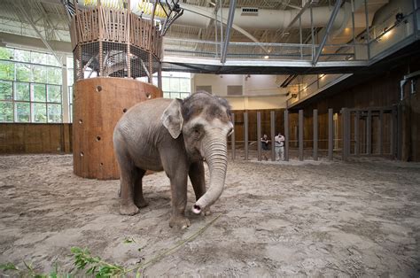 LEED Gold Engineering Projects | Oregon Zoo Elephant Lands Habitat