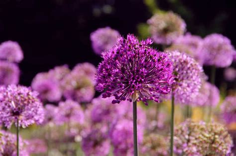 Allium Flower Care | Kellogg Garden Organics™