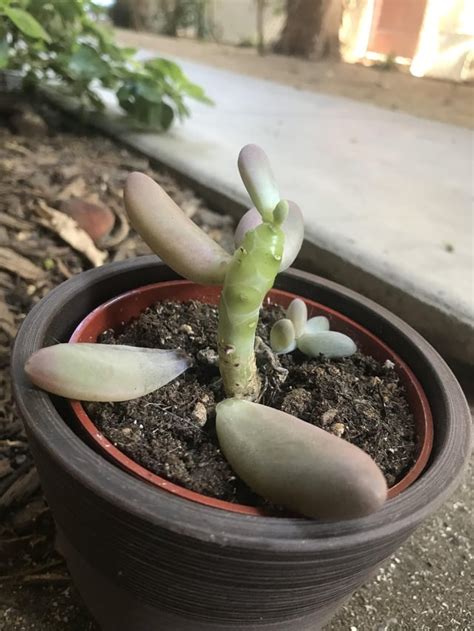 why are all of the leaves falling off of my succulent ? : r/plantclinic