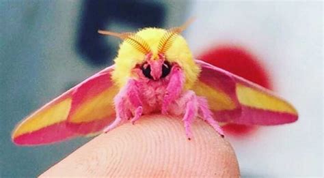 Esta polilla podría ganarse el título del insecto más lindo del mundo ...