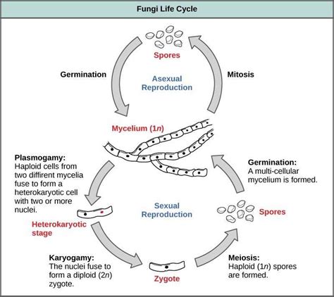 Generalized Fungal Life Cycle