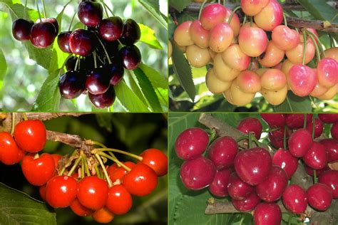 3-in-1 Cherry Jubilee Tree - Different cherry varieties grow on each o – Online Orchards