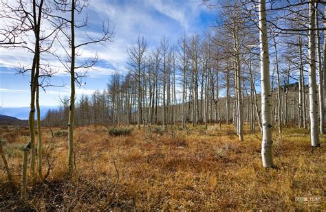 Winter Aspen Grove | Winter Aspen Grove | John Gaster | Flickr