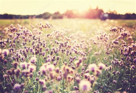 Mountain meadow with beautiful flowers ⬇ Stock Photo, Image by ...