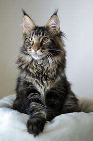 Maine Coon Cat Breed Information & Characteristics