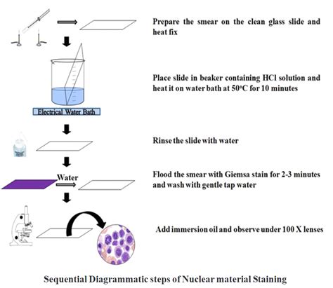 Giemsa staining - Biology Ease