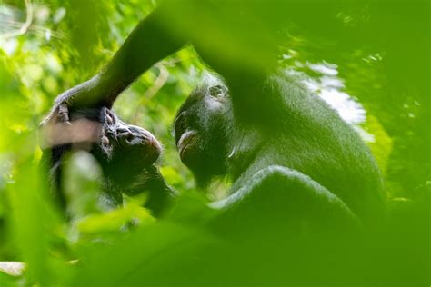 The Leakey Foundation | Rare bonobo behavior is photographic gold