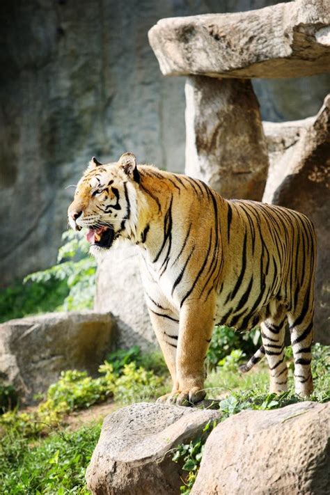 Bengal Tiger Standing On The Rock Stock Image - Image of front ...