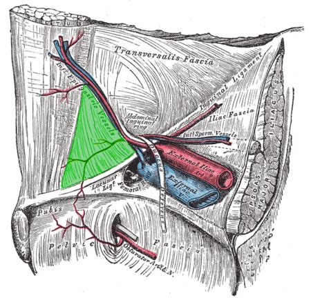 Inguinal Ligament - Physiopedia