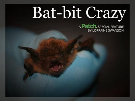 Bat-bit Crazy: 'The Midwest is Just Unbelievably Infested with Bats' | Chicago, IL Patch