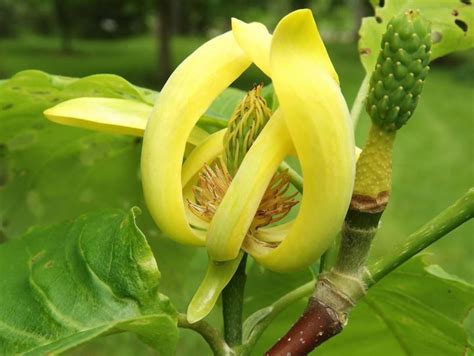 Magnolia acuminata - cucumber-tree magnolia | The Dawes Arboretum