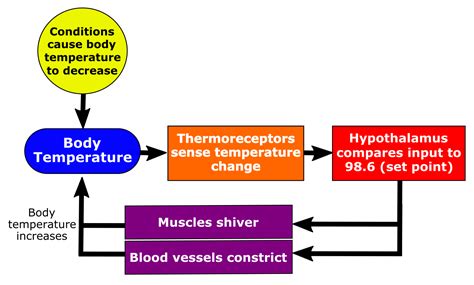 Feedback Loop Homeostasis