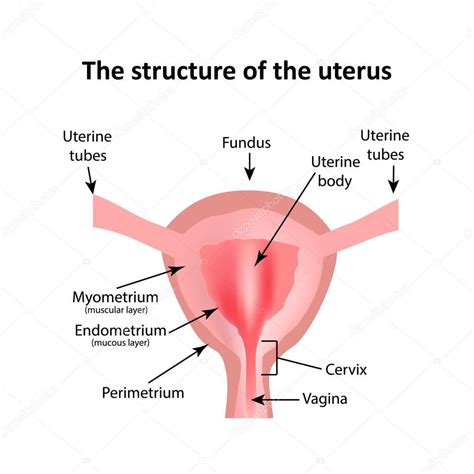 La estructura del útero. El endometrio, miometrio y las trompas de Falopio. Infografía ...