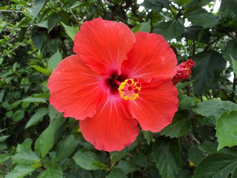 Laman Kambatik Plants list (3rd ed.): Hibiscus hybrid flowers