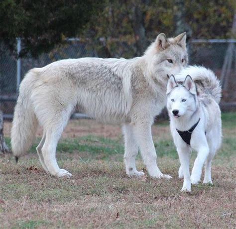 This is a wolf next to a husky for comparison. The wolf is nearly THREE ...