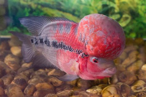 Top 12 Smartest Pet Fish: The Most Intelligent Species