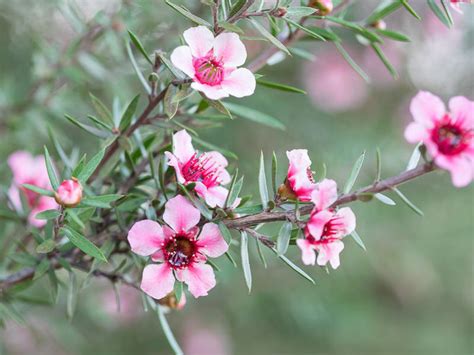 Leptospermum scoparium (Tea Tree)