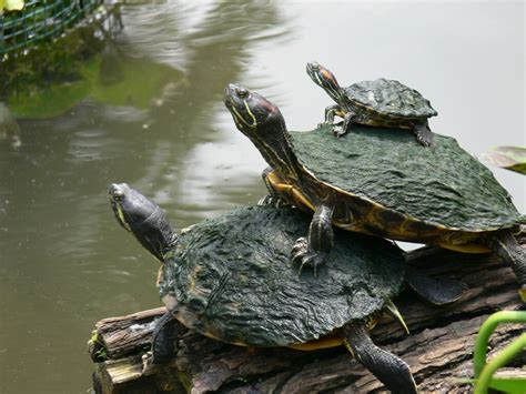 turtles | At the turtle pond, UT Austin, TX. | Dan Machold | Flickr