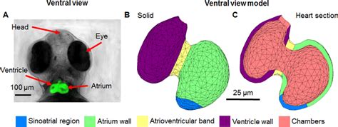 Image of 3 dpf zebrafish heart compared to model heart geometry. All... | Download Scientific ...